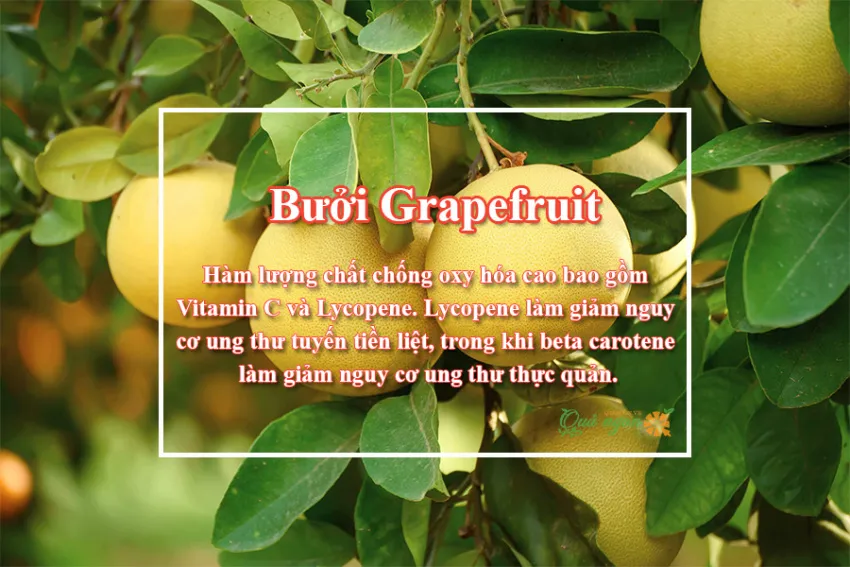 10 Lợi ích sức khỏe tuyệt vời của bưởi đỏ Grapefruit