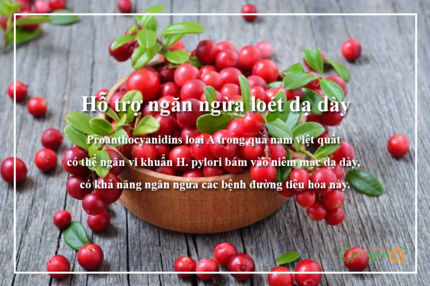 5 Lợi ích sức khỏe hàng đầu của nam việt quất