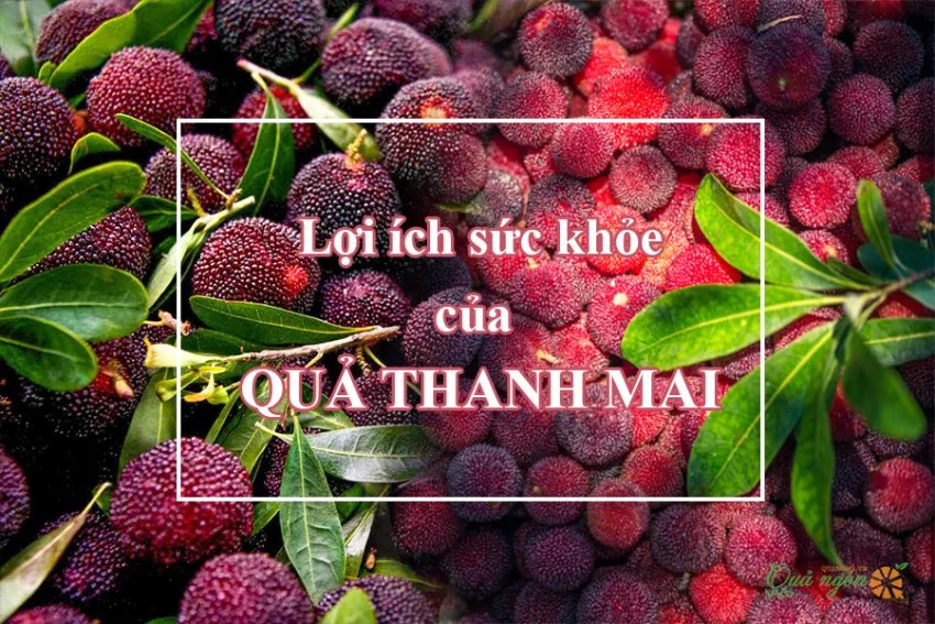 8 Lợi ích tuyệt vời của quả thanh mai đối với sức khỏe