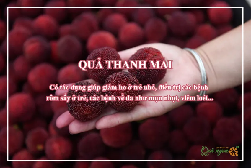 8 Lợi ích tuyệt vời của quả thanh mai đối với sức khỏe