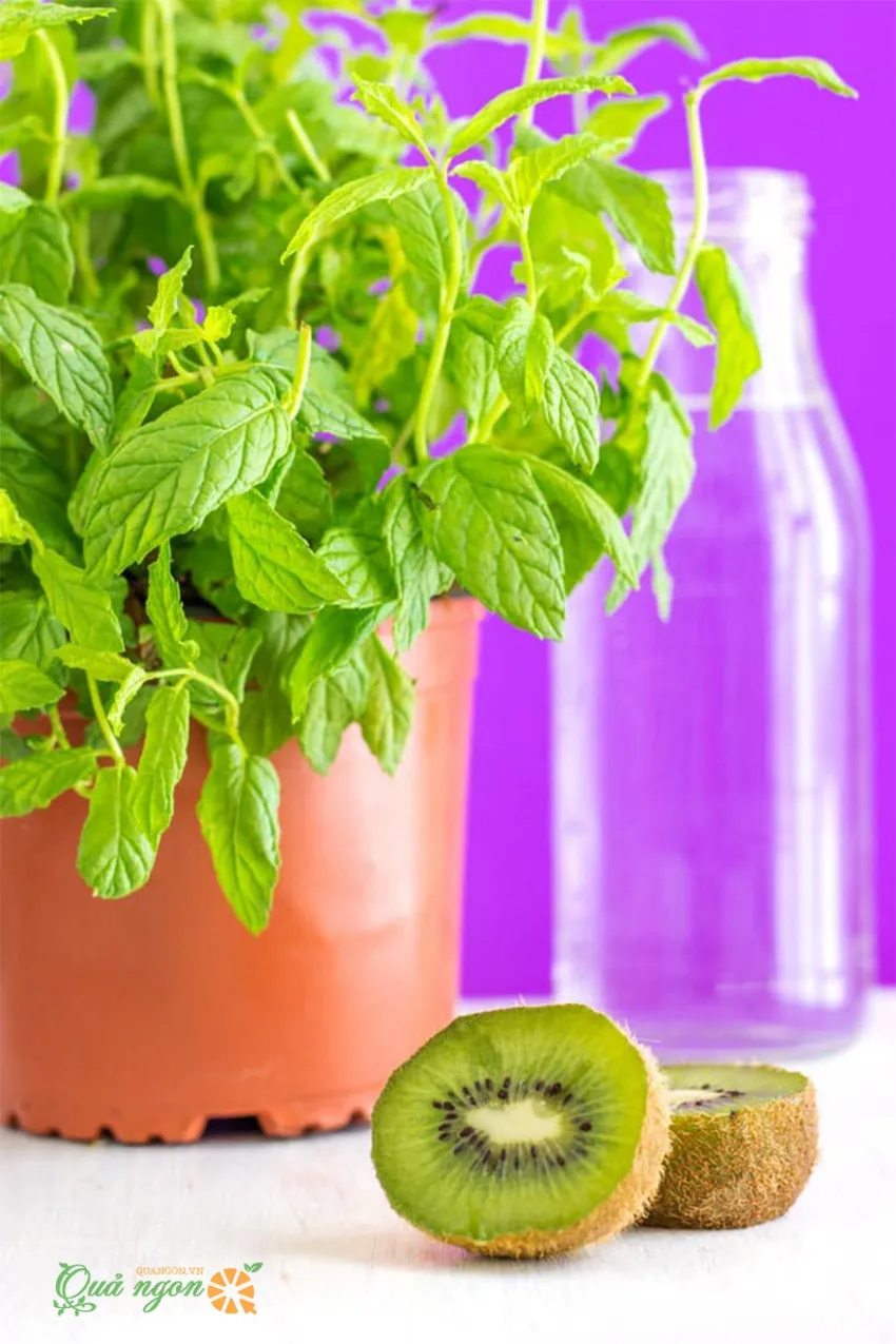 Công thức làm nước kiwi bạc hà Detox giảm cân hiệu quả